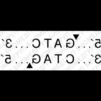 Эндонуклеаза рестрикции DpnII, 10 000 ед/мл, New England Biolabs, R0543 L, 5 000 единиц