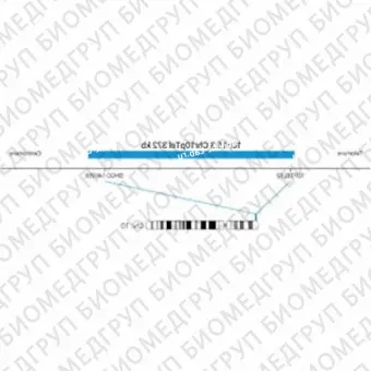 ДЛЯ КЛИЕНТОВ из США. SureFISH 10p15.3 Chr10pTel 372кб P20 BL. Теломер Chr10p, Копийный номер, 20 тестов, Аква, Концентрат, Ручное использование