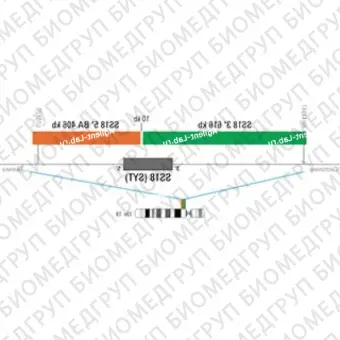 ДЛЯ КЛИЕНТОВ ЗА ПРЕДЕЛАМИ США. SureFISH 18q11.2 SS18 3146 BA 616kb 20 GR