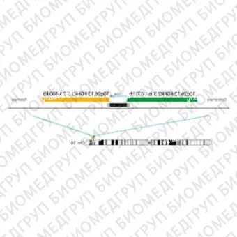 ДЛЯ КЛИЕНТОВ из США. SureFISH 10q26.13 FGFR2 5 BA 400 КБ P20 RD. FGFR2, Break Apart, 20 тестов, Cy3, концентрат, ручное использование