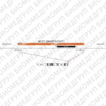 ДЛЯ КЛИЕНТОВ из США. SureFISH 17p13.3 YWHAE DF 172кб P20 RD. YWHAE, Dual Fusion, 20 тестов, Cy3, концентрат, ручное использование