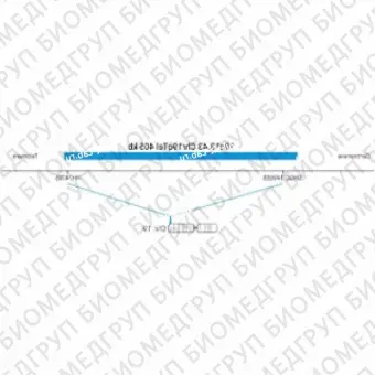 ДЛЯ КЛИЕНТОВ ЗА ПРЕДЕЛАМИ США. SureFISH 19q13.43 Chr19qTel 405kb P20 BL