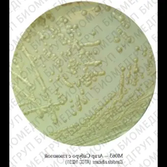 Агар Сабуро декстрозный, гранулированный, 500 г ФСЗ 2009/03709