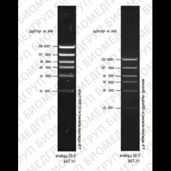 Маркер длин ДНК High DNA Mass Ladder, 6 фрагментов от 1000 до 10 000 п.н., 0,13 мкг/мкл, Thermo FS, 10496016, 50 мкг