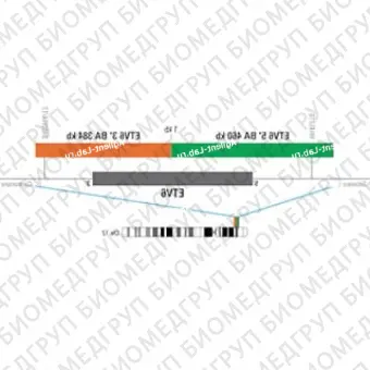 ДЛЯ КЛИЕНТОВ из США. SureFISH 12p13.2 ETV6 3 BA 384кб P20 RD. ETV6, Break Apart, 20 тестов, Cy3, Концентрат, Ручное использование