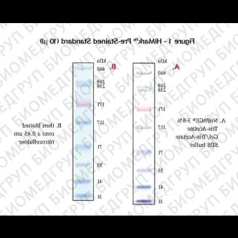 Маркеры белковые молекулярного веса, предокрашенные, HiMark, 30460 кДа, Thermo FS, LC5699, 250 мкл