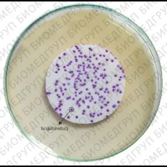 Агар HiCrome для обнаружения термотолерантных E.coli мембранным методом 100 г ФСЗ 2009/03705