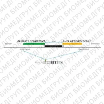 ДЛЯ КЛИЕНТОВ ЗА ПРЕДЕЛАМИ США. SureFISH 15q25.3 NTRK3 3 BA 435kb P100 RD