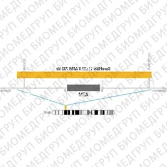 ДЛЯ КЛИЕНТОВ из США. SureFISH 11q22.3 АТМ 732кб P20 GR. Банкомат, Копия номера, 20 тестов, FITC, Концентрат, Ручное использование