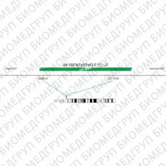 ДЛЯ КЛИЕНТОВ ЗА ПРЕДЕЛАМИ США. SureFISH 10q26.3 Chr10qTel 391kb GR