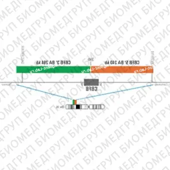 ДЛЯ КЛИЕНТОВ ЗА ПРЕДЕЛАМИ США. SureFISH 16q22.1 CBFB 3 BA 284kb P20 GR