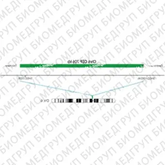 ДЛЯ КЛИЕНТОВ из США. SureFISH Chr6 CEP 706кб P20 GR. CEP 6, Номер копии, 20 тестов, FITC, Концентрат, Ручное использование