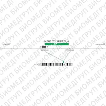 ДЛЯ КЛИЕНТОВ из США. SureFISH 4q12 FIP1L1 TC 500кб P20 GR. FIP1L1, Break Apart, 20 тестов, FITC, концентрат, ручное использование