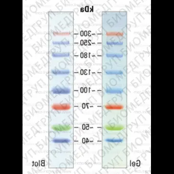 Маркеры молекулярной массы белков Spectra Multicolor, окрашенные, 40300 кДа, 2 х 250 мкл