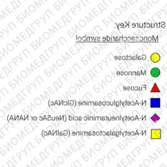 Nгликан AdvanceBio InstantQ G2/A2G2 асиало, галактозилированный биантенный комплекс Nгликан ранее ProZyme. Nгликан, меченный InstantQ, для использования с системой анализа гликанов GlyQ. Альтернативные названия гликанов: G2, G2F, A2G2, A2G42,