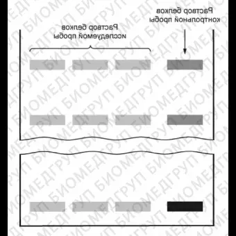 Набор оборудования для определения фальсификации белкового состава молока с помощью вертикального электрофореза в полиакриламидном геле ПААГ, Vilber, ПААГсистема