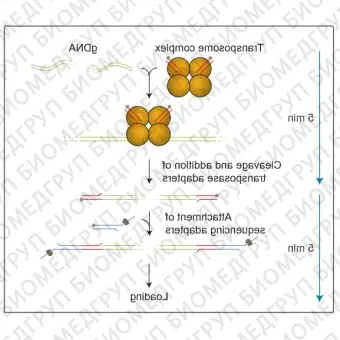 Набор для быстрого секвенирования геномной ДНК, Rapid Sequencing Kit, Oxford Nanopore Technologies, SQKRAD004