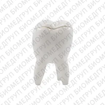 Декоративный зуб из керамики с крышкой, малый