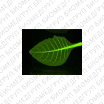 Система визуализации биолюминесценции и флуоресценции растений in vivo, Newton 7.0 BIO FT500, Vilber, 1211 9720 1