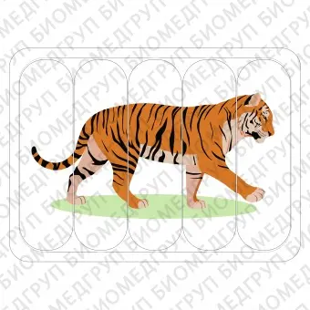 Тактильный пазл Тигр для слабовидящих