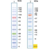 Маркеры белковые молекулярного веса, предокрашенные, Prism Ultra, 3.5-245 кДа, 13 полос, Abcam, ab116029, 500 мкл