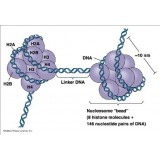 Набор Methylated DNA (MeDIP) Tissue Kit, для иммунопреципитации, Abcam, ab117136-48, 48 тестов