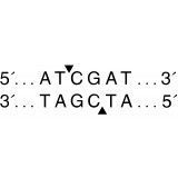 Эндонуклеаза рестрикции ClaI, 10 000 ед/мл, New England Biolabs, R0197 L, 5 000 единиц