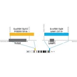 ДЛЯ КЛИЕНТОВ ЗА ПРЕДЕЛАМИ США. SureFISH 13q34 LAMP1 598kb P20 BL